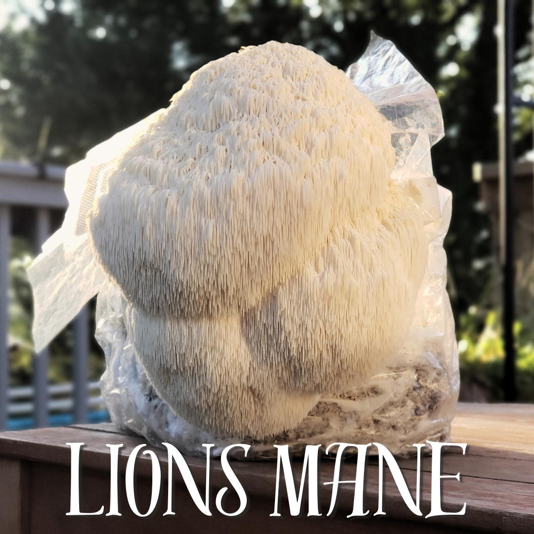 Lions Mane Dual Extract- 2oz
